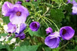Abutilon Seeds - Indian Mallow, Flowering Maple, continually Perennial - Caribbean garden seed