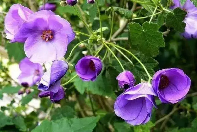 Abutilon Seeds - Indian Mallow, Flowering Maple, continually Perennial - Caribbean garden seed