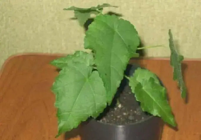 Abutilon Seeds - Indian Mallow, Flowering Maple, continually Perennial - Caribbean garden seed