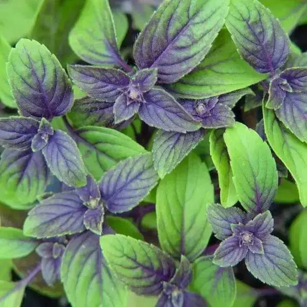 African Blue Basil. (live starter plant) ORGANIC HERB - Caribbean garden seed