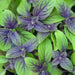 African Blue Basil. (live starter plant) ORGANIC HERB - Caribbean garden seed