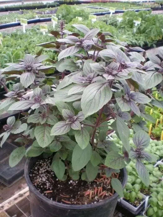 African Blue Basil. (live starter plant) ORGANIC HERB - Caribbean garden seed