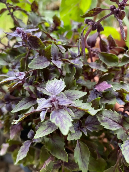 African Blue Basil. (live starter plant) ORGANIC HERB - Caribbean garden seed