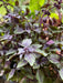 African Blue Basil. (live starter plant) ORGANIC HERB - Caribbean garden seed