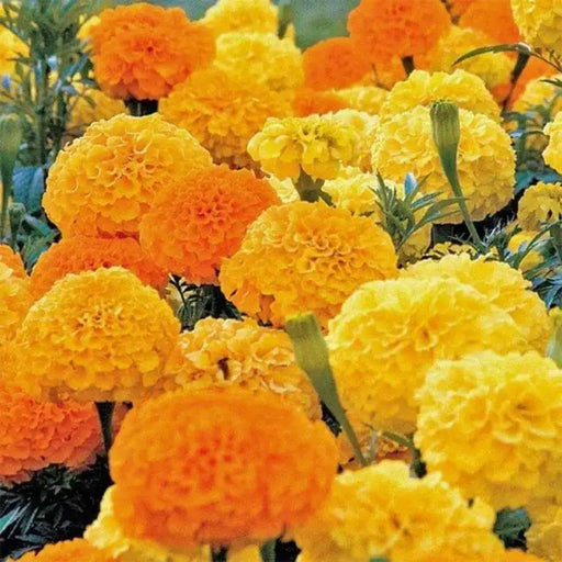 African Marigold, flowers Seeds ( crackerjack) Tagetes erecta - Caribbean garden seed