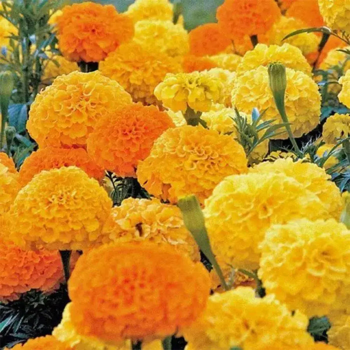 African Marigold, flowers Seeds ( crackerjack) Tagetes erecta - Caribbean garden seed