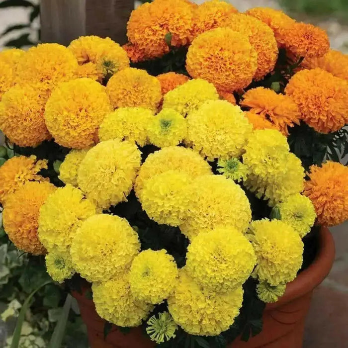 African Marigold, flowers Seeds ( crackerjack) Tagetes erecta - Caribbean garden seed