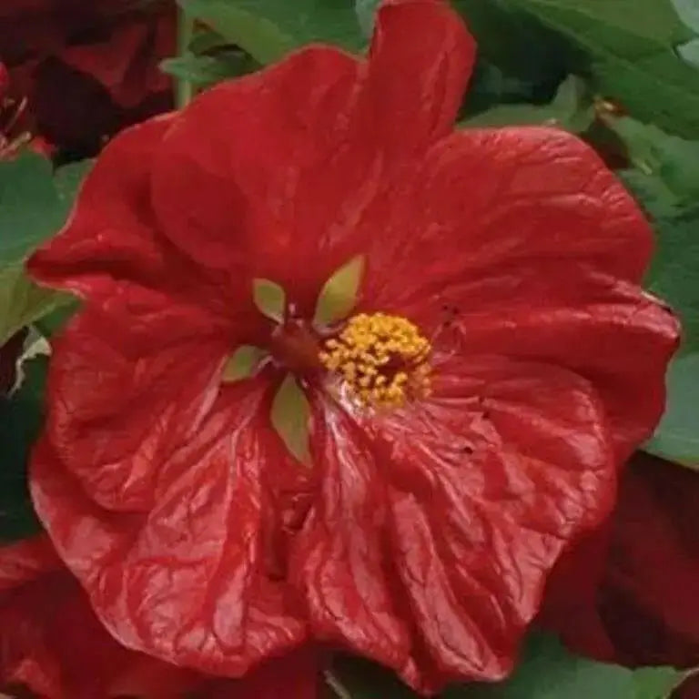 Abutilon flowers Seeds ,Bella Deep Coral-Perennial - Caribbean garden seed