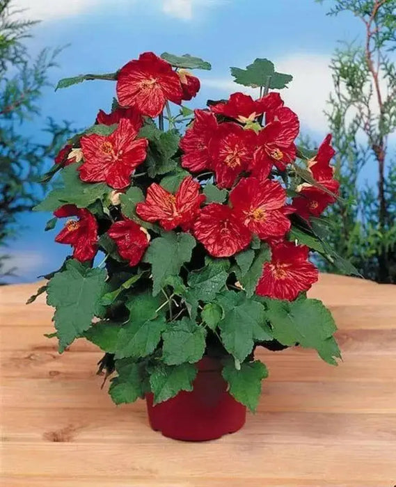 Abutilon flowers Seeds ,Bella Deep Coral-Perennial - Caribbean garden seed