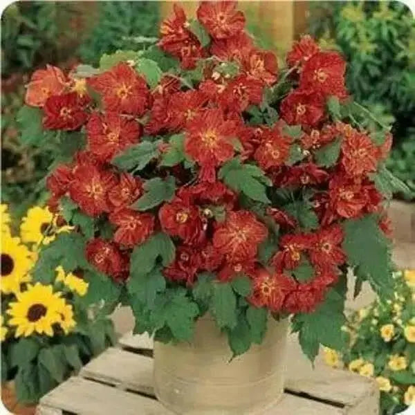 Abutilon flowers Seeds ,Bella Deep Coral-Perennial - Caribbean garden seed