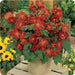 Abutilon flowers Seeds ,Bella Deep Coral-Perennial - Caribbean garden seed
