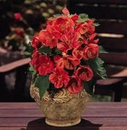Abutilon flowers Seeds ,Bella Deep Coral-Perennial - Caribbean garden seed