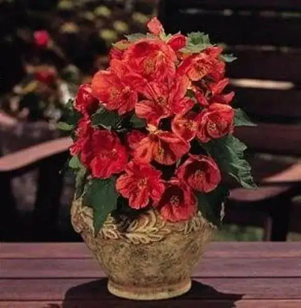 Abutilon flowers Seeds ,Bella Deep Coral-Perennial - Caribbean garden seed