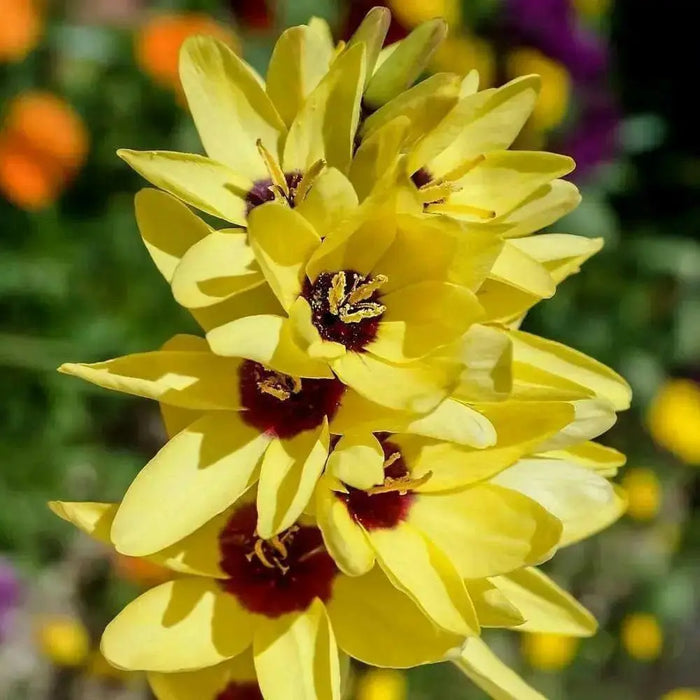 African Lily (Bulbs) Ixia YELLOW - Caribbean garden seed
