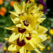 African Lily (Bulbs) Ixia YELLOW - Caribbean garden seed