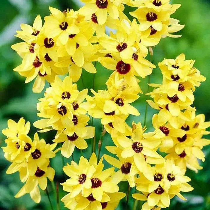 African Lily (Bulbs) Ixia YELLOW - Caribbean garden seed