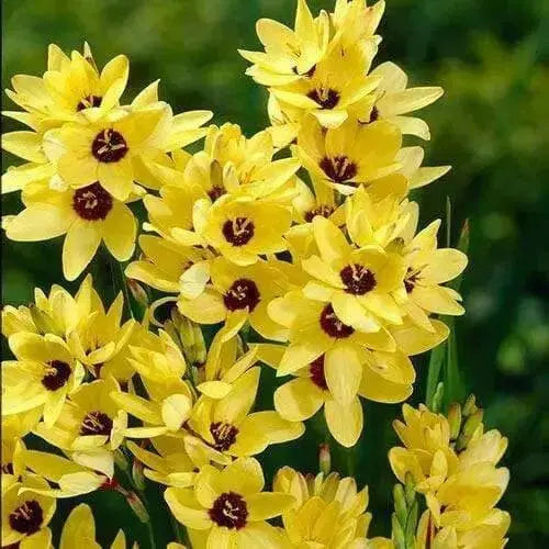African Lily (Bulbs) Ixia YELLOW - Caribbean garden seed