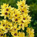 African Lily (Bulbs) Ixia YELLOW - Caribbean garden seed