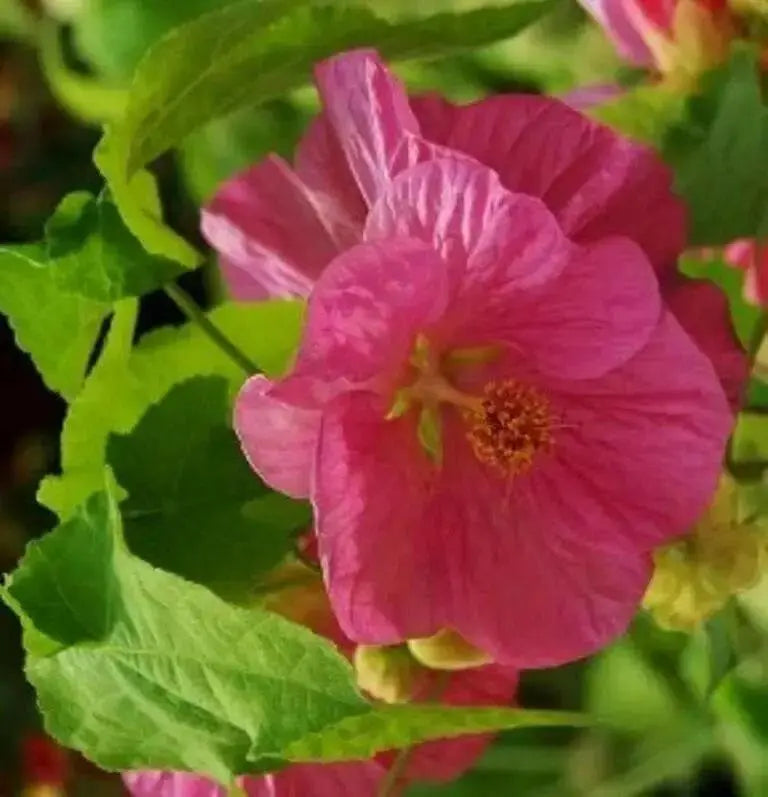 Abutilon Seeds - Pink.also know as  flowering maple, continually bloom-Perennial - Caribbean garden seed