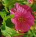 Abutilon Seeds - Pink.also know as  flowering maple, continually bloom-Perennial - Caribbean garden seed