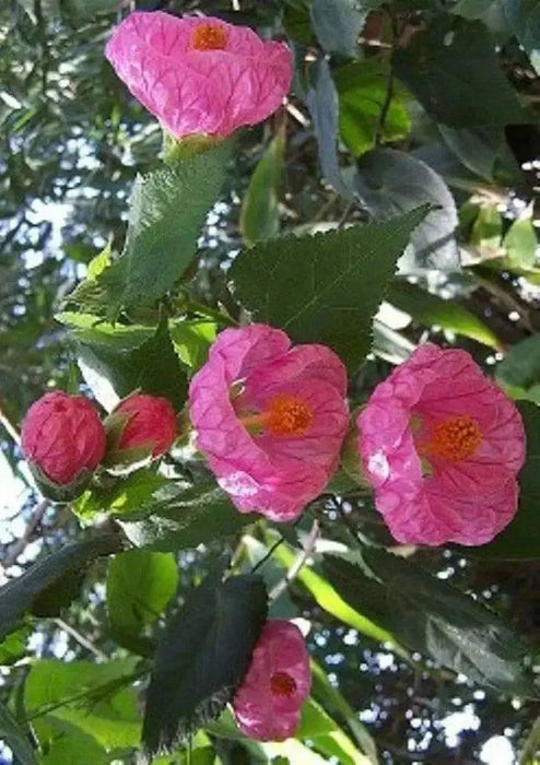 Abutilon Seeds - Pink.also know as  flowering maple, continually bloom-Perennial - Caribbean garden seed