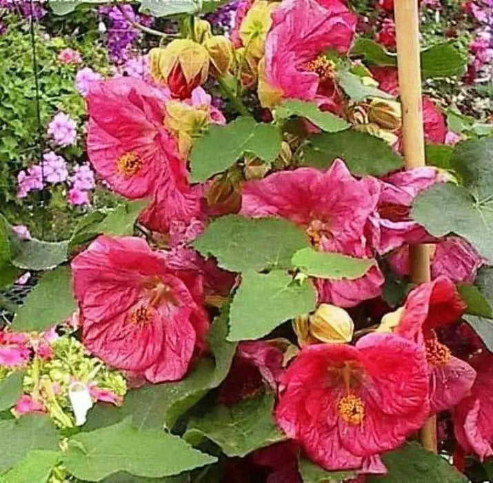 Abutilon Seeds - Pink.also know as  flowering maple, continually bloom-Perennial - Caribbean garden seed