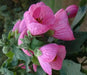 Abutilon Seeds - Pink.also know as  flowering maple, continually bloom-Perennial - Caribbean garden seed