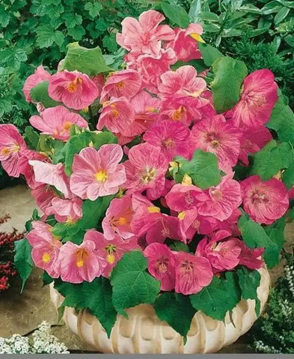 Abutilon Seeds - Pink.also know as  flowering maple, continually bloom-Perennial - Caribbean garden seed