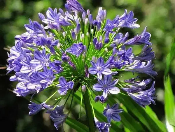 African Lily (PLANT) BLUE FLOWERS ,PERENNIAL - Caribbean garden seed