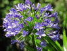 African Lily (PLANT) BLUE FLOWERS ,PERENNIAL - Caribbean garden seed