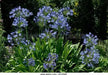 African Lily (PLANT) BLUE FLOWERS ,PERENNIAL - Caribbean garden seed