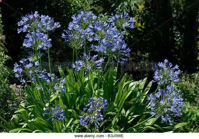 African Lily (PLANT) BLUE FLOWERS ,PERENNIAL - Caribbean garden seed