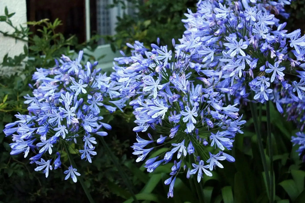African Lily (PLANT) BLUE FLOWERS ,PERENNIAL - Caribbean garden seed