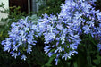 African Lily (PLANT) BLUE FLOWERS ,PERENNIAL - Caribbean garden seed