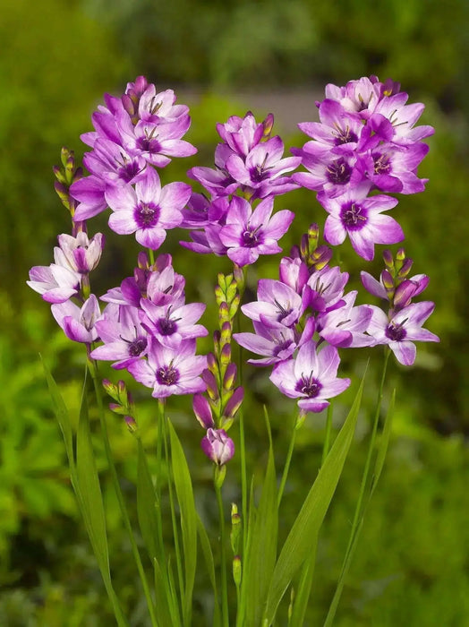 African Lily (Bulbs) Ixia purple - Caribbean garden seed