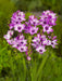 African Lily (Bulbs) Ixia purple - Caribbean garden seed