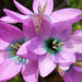 African Lily (Bulbs) Ixia purple - Caribbean garden seed