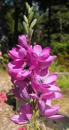 African Lily (Bulbs) Ixia purple - Caribbean garden seed