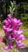 African Lily (Bulbs) Ixia purple - Caribbean garden seed