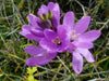 African Lily (Bulbs) Ixia purple - Caribbean garden seed