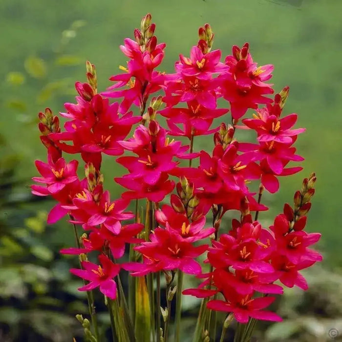 African Lily (Bulbs) Ixia RED, Excellent for cutting. - Caribbean garden seed