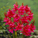 African Lily (Bulbs) Ixia RED, Excellent for cutting. - Caribbean garden seed