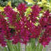 African Lily (Bulbs) Ixia RED, Excellent for cutting. - Caribbean garden seed