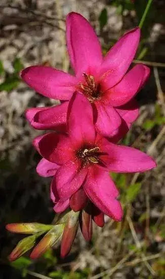 African Lily (Bulbs) Ixia RED, Excellent for cutting. - Caribbean garden seed