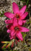 African Lily (Bulbs) Ixia RED, Excellent for cutting. - Caribbean garden seed