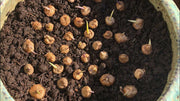 African Lily (Bulbs) Ixia RED, Excellent for cutting. - Caribbean garden seed