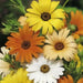 African Daisy Seeds-Mix ,Annual  Flowers - Caribbean garden seed