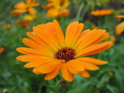 African Daisy Seeds-Mix ,Annual  Flowers - Caribbean garden seed
