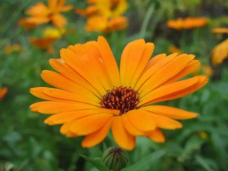 African Daisy Seeds-Mix ,Annual  Flowers - Caribbean garden seed