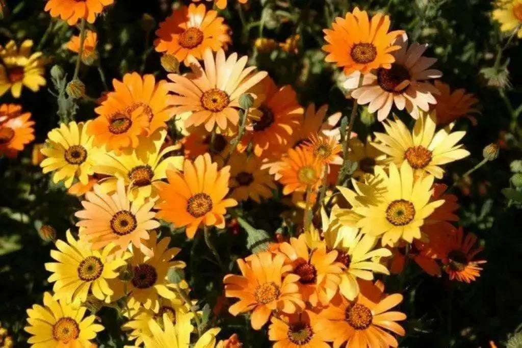 African Daisy Seeds-Mix ,Annual  Flowers - Caribbean garden seed